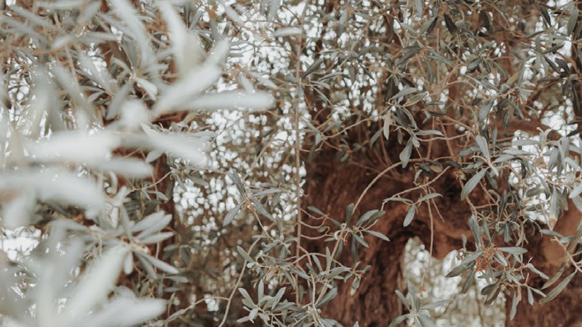 Like an Olive Tree: Federico Rebaudo on Connecting European Markets with Chinese Industry